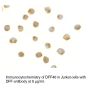 Anti-Human DFF40 (I18) - 0.1 mg