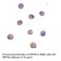 Anti-Human DFF40 (Intermediate Domain) - 0.1 mg