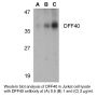 Anti-Human DFF40 (Intermediate Domain) - 0.1 mg