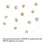 Anti-Human DFF40 (NT) - 0.1 mg