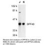 Anti-Human DFF40 (NT) - 0.1 mg