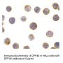 Anti-Human DFF45 (CT) - 0.1 mg