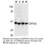 Anti-Human DFF45 (CT) - 0.1 mg