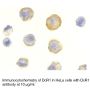 Anti-Human TRAIL R3 (Extracellular Domain-1) - 20 µg