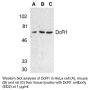 Anti-Human TRAIL R3 (Extracellular Domain-2) - 20 µg