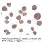 Anti-Human TRAIL Receptor-1 (CT) - 0.1 mg