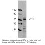 Anti-Human TRAIL Receptor-1 (CT) - 0.1 mg