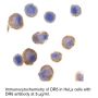 Anti-Human DR5 (CT) - 20 µg