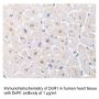Anti-Human DcR3 (NT) - 0.1 mg