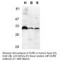 Anti-Human DcR3 (NT) - 0.1 mg