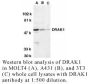 Anti-Human DRAK1 (NT) - 0.1 mg