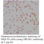 Anti-Human DRAK1 (NT) - 0.1 mg