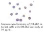 Anti-Human DRAK2 (CT) - 20 µg