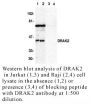 Anti-Human DRAK2 (CT) - 20 µg