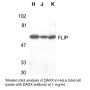 Anti-Human Daxx (CT) - 20 µg