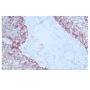 Anti-Human Epidermal Growth Factor Receptor (EGFR) (Clone F4) - Purified - 0.25 mg