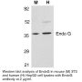 Anti-Human EndoG - 0.1 mg