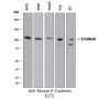 Anti-Mouse E-Cadherin - 25 µg