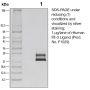 Recombinant Human Flt-3 Ligand - 100 µg
