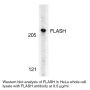 Anti-Human FLASH (CT) - 0.1 mg