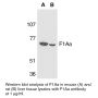 Anti-Human F1A-α (CT) - 0.1 mg