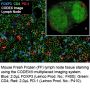 Anti-Mouse FOXP3 [MF-14] BX024; Alexa Fluor™ 647-RX024 - 25 tests