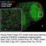 Anti-Mouse FOXP3 [MF-14] BX024; Alexa Fluor™ 647-RX024 - 25 tests