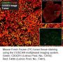 Anti-Mouse F4/80 [Clone BM8] BX006; Alexa Fluor™ 647-RX006 - 25 tests