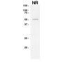 Anti-Influenza B, NP (IB-1837)