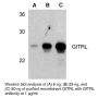 Anti-Human GITRL - 0.1 mg