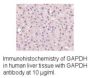 Anti-Human GAPDH (NT) - 20 µg