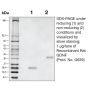 Recombinant Rat GDNF - 1.0 mg