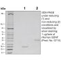 Recombinant Human GDNF - 10 µg