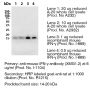 Anti-Mouse IFNγ [Clone XMG1.2] — Purified - 500 µg