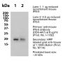 Anti-Mouse IFNß [Clone HDß-4A7] — Purified <i>in vivo </i>GOLD™ Functional Grade - 1.0 mg