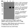 Anti-Mouse IFNAR-1 [Clone MAR1-5A3] — Purified <i>in vivo </i>PLATINUM™ Functional Grade - 1.0 mg