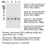 Anti-Mouse IFNγ (Clone H22) - Purified <i>in vivo </i>PLATINUM™ Functional Grade - 5.0 mg