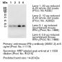 Anti-Mouse IFNγ (Clone XMG1.2) - Purified in vivo PLATINUM™ Functional Grade