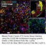 Anti-Mouse INOS Antibody-BX036 (W16030C); Alexa Fluor™ 647-RX036 - 25 tests