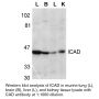 Anti-Mouse ICAD (CT) - 0.1 mg