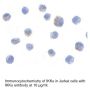 Anti-Human IκB Kinase Alpha (CT-3) (IKKα) - 20 µg