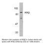 Anti-Human I-Kappa-B-Kinase Beta (CT-3) (IKKβ) - 20 µg