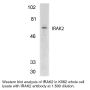 Anti-Human IL-1 Receptor Associated Kinase 2 (CT-1) (IRAK-2) - 20 µg