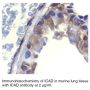 Anti-Mouse ICAD (NT) - 20 µg
