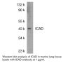Anti-Mouse ICAD (NT) - 20 µg
