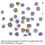 Anti-Human ILP-2 (NT) - 20 µg