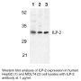 Anti-Human ILP-2 (NT) - 20 µg