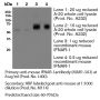 Anti-Mouse IFNAR-1 [Clone MAR1-5A3] — Purified - 200 µg