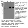 Anti-Mouse IFNAR-1 [Clone MAR1-5A3] — Purified <i>in vivo </i>GOLD™ Functional Grade - 1.0 mg