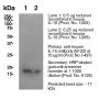 Anti-Mouse IL-1β [Clone B122] — Purified <i>in vivo </i>GOLD™ Functional Grade - 1.0 mg